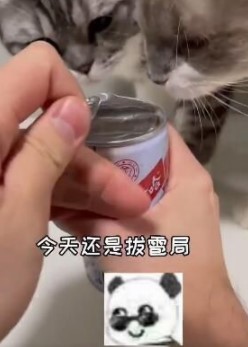 拔雹局梗的含义及出处介绍